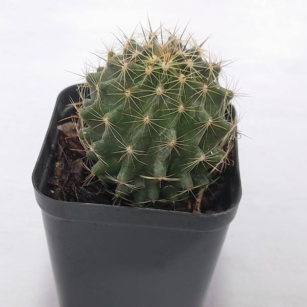 Hamatocactus setispinus