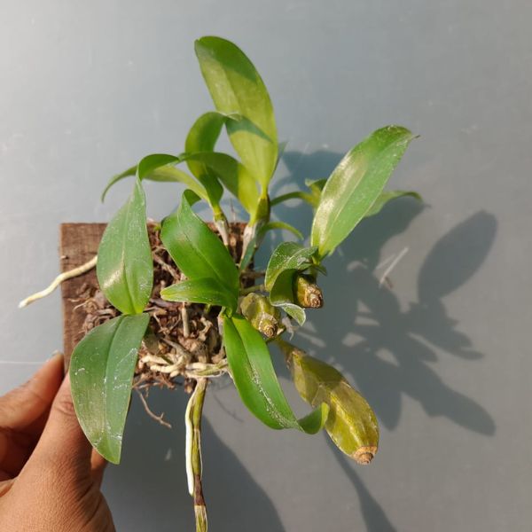 Dendrobium Farmeri orchid