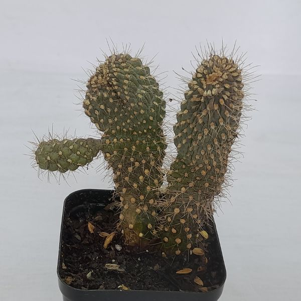 Boxer Cactus