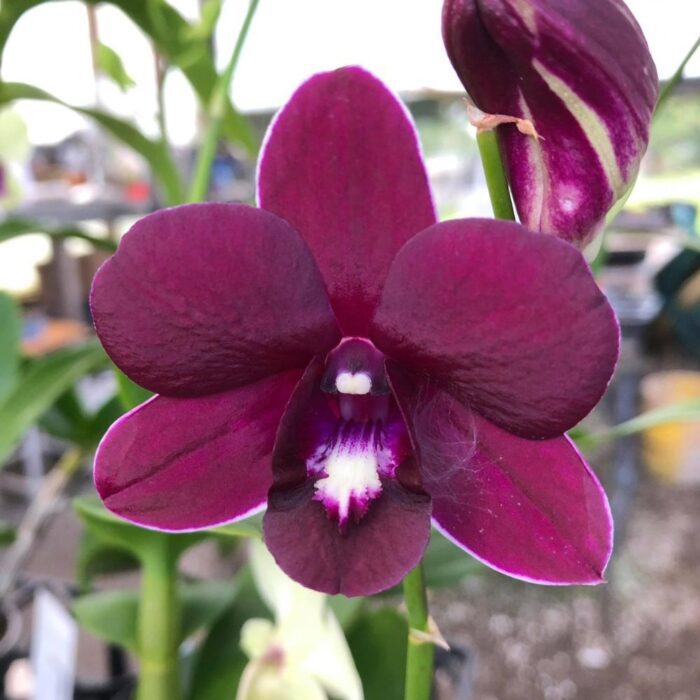 Dendrobium Red Dragon Orchid
