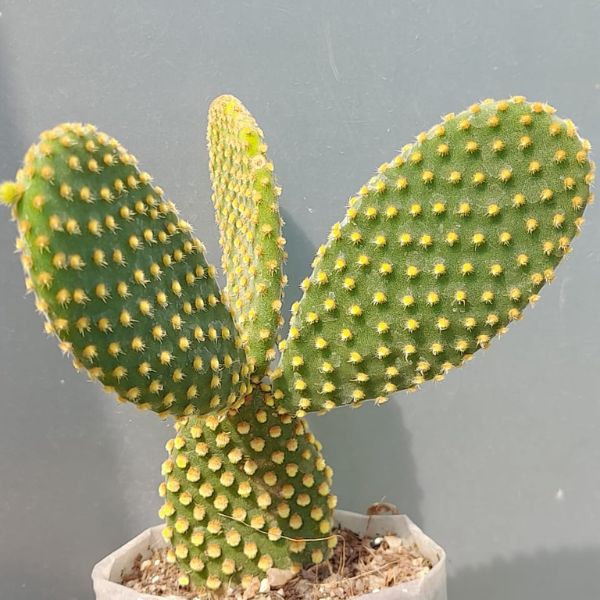 Yellow Ear Bunny Cactus