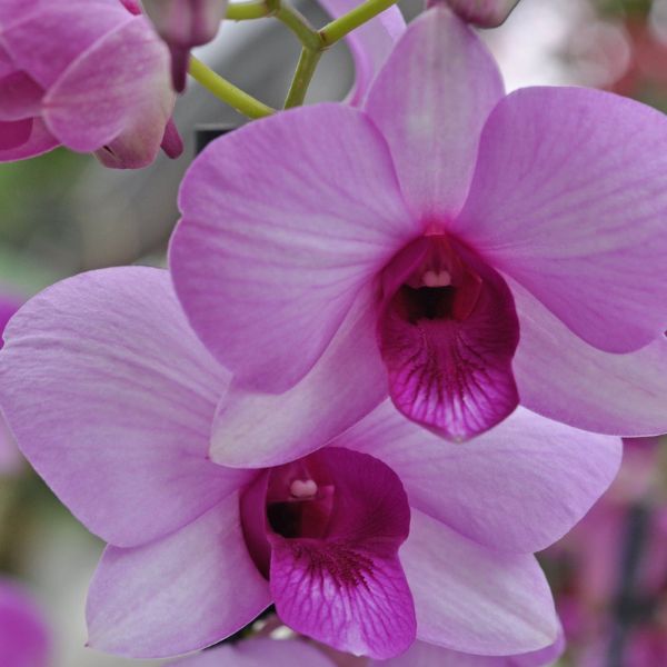 Dendrobium Pink Butterfly