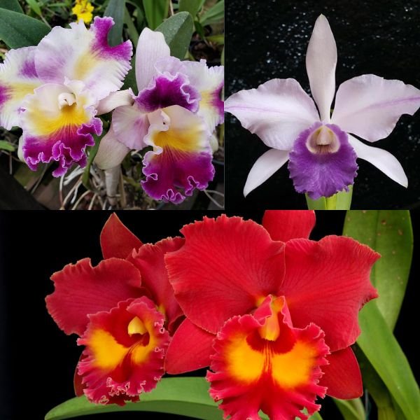 Three Medium size Cattleya Combo - Plantzone