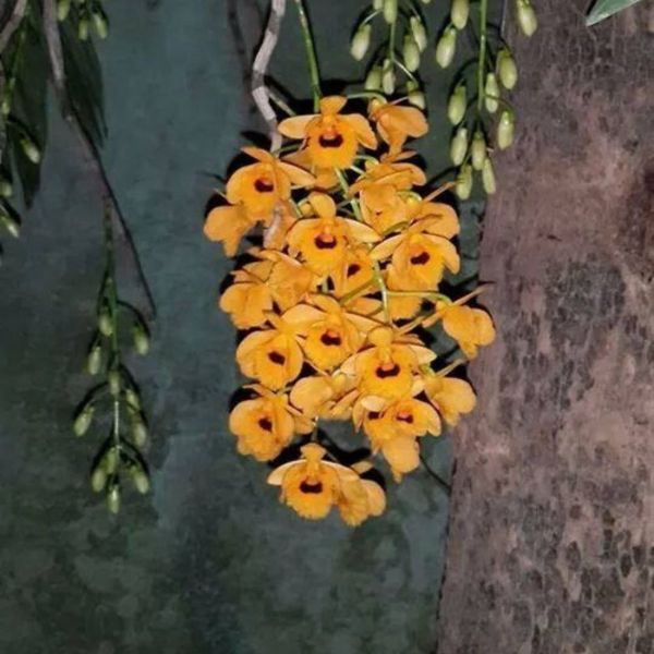Dendrobium Fimbriatum