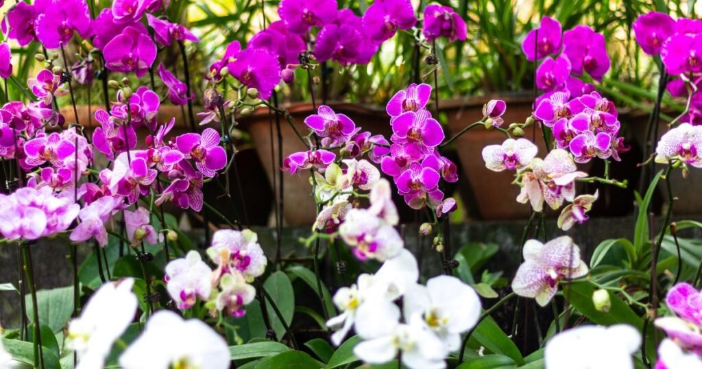 Grow orchids of white and pink hue