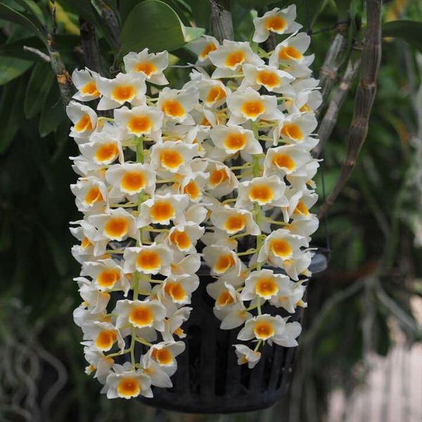 orchid dendrobium species