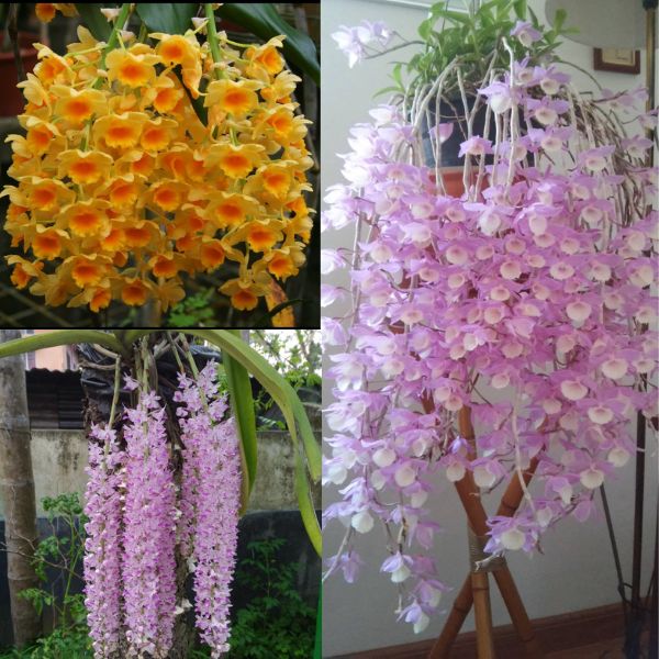 Species Orchid Combo