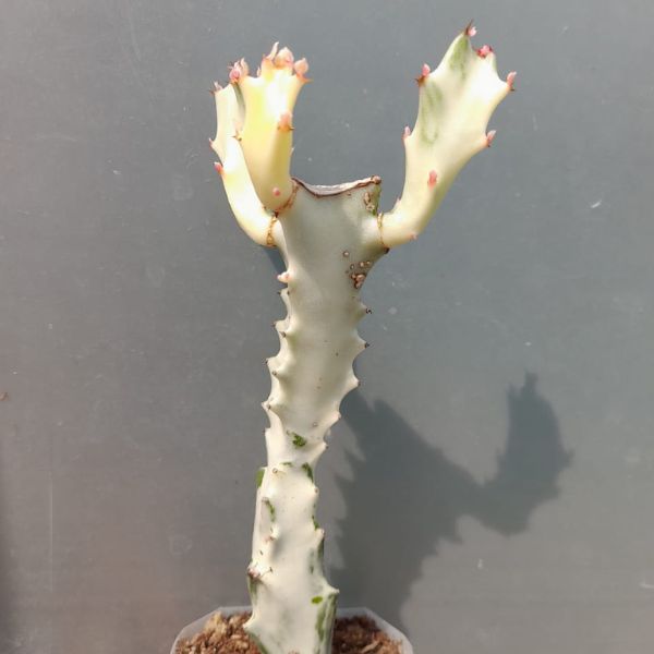 Euphorbia Lactea White Ghost Cactus