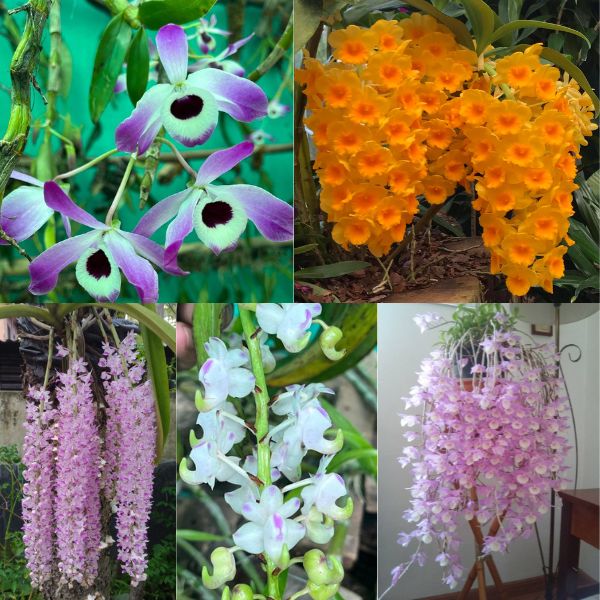 Five Species Orchid combo