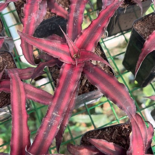 Cryptanthus Ruby - Plantzone