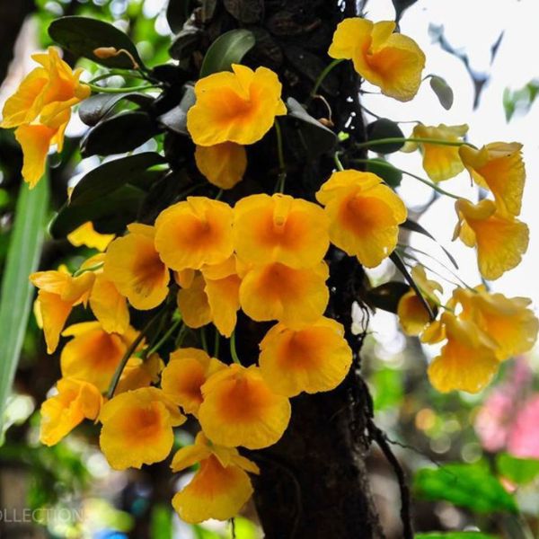 Dendrobium Jenkinsii Orchid