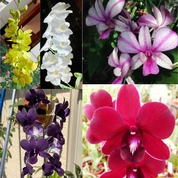 Five Dendrobium Orchids Combo