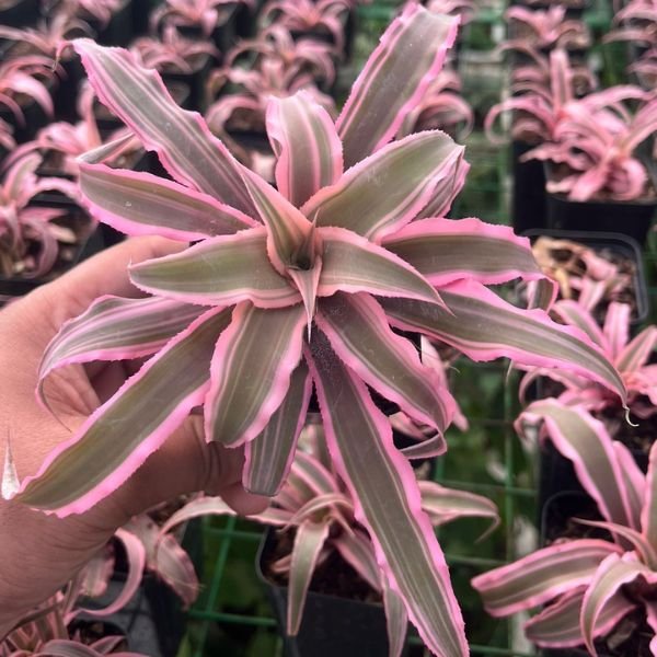Cryptanthus starlight - Plantzone