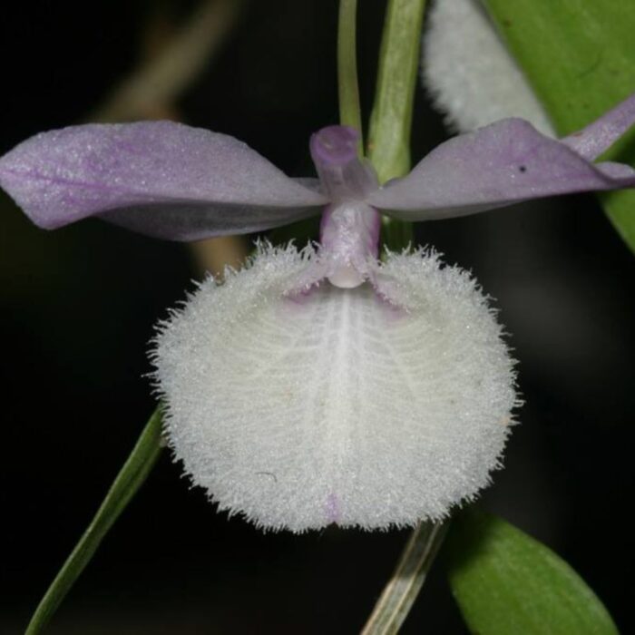 dendrobium aphyllum
