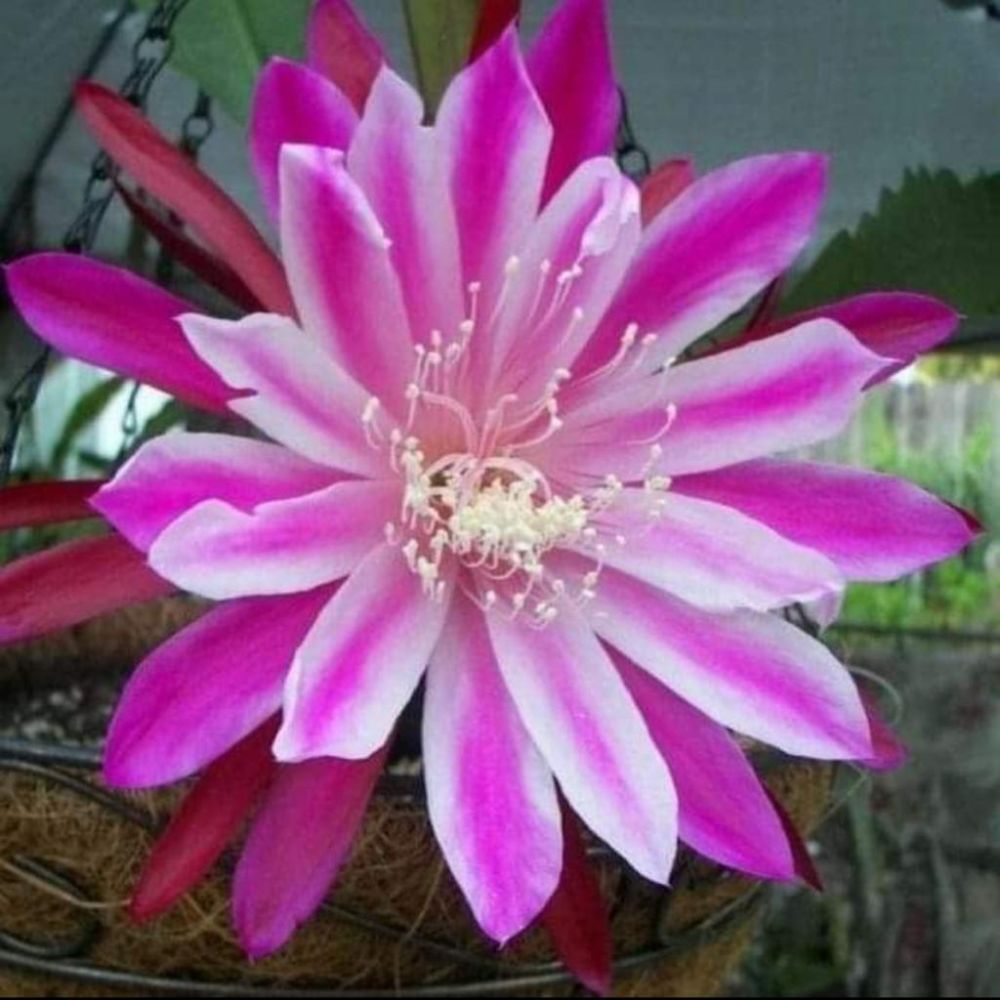 Epiphyllum Bicolor