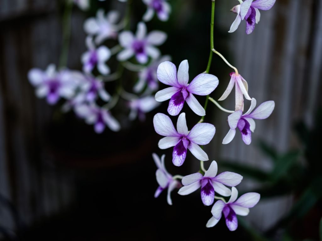 A bunch of colourful dendrobium orchid