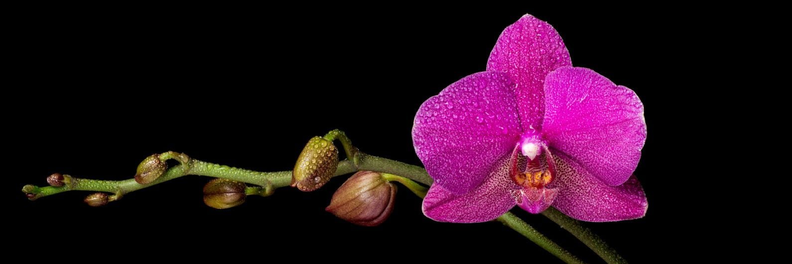 POWERS TO FLOWERS - ORCHIDEA PHALAENOPSIS EXTRA BIANCA!!! IN VASO