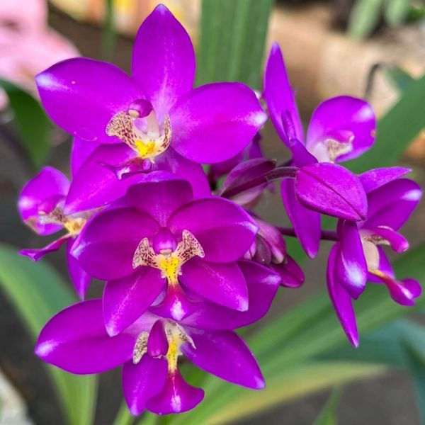 Ground Orchid | Spathoglottis Purple Pornkasem