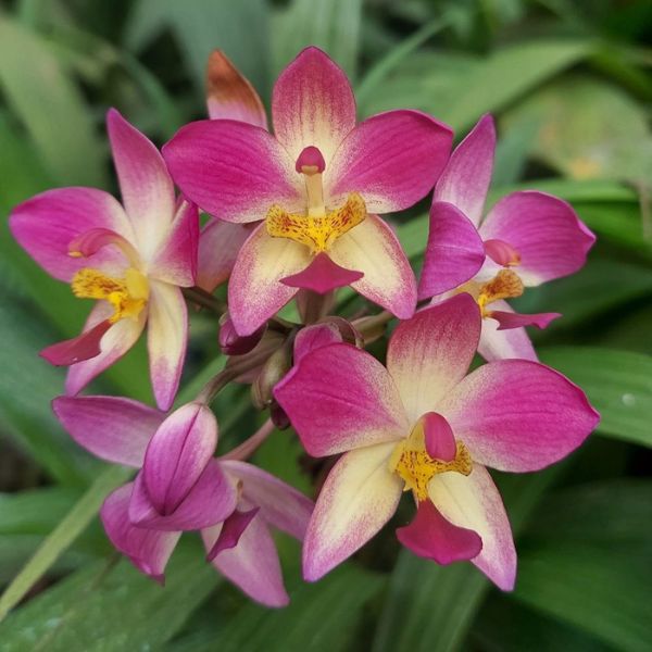 Ground Orchid | Spathoglottis Purple White