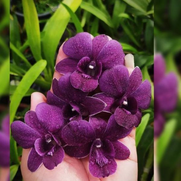 Dendrobium Orchid Blue