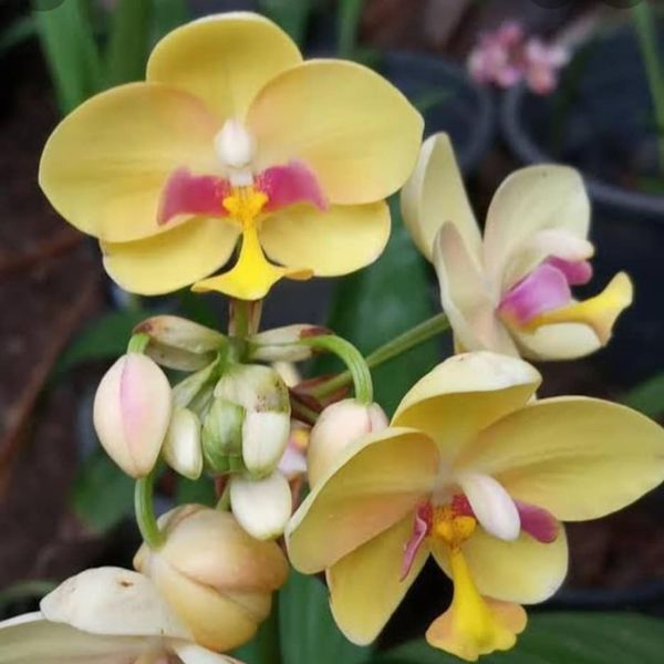 Ground Orchid | Spathoglottis Yellow Red Lip