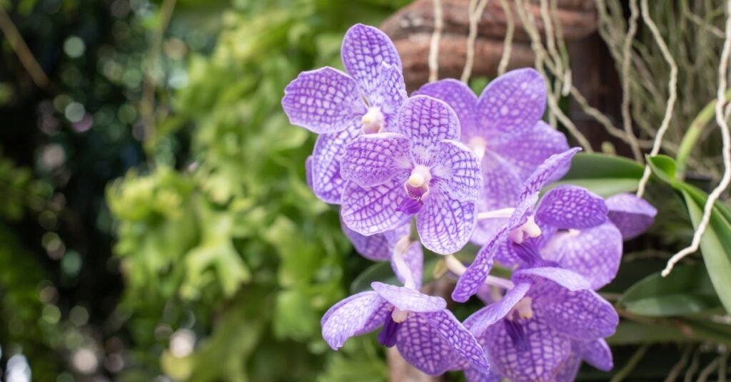 Beautiful Vanda Orchids