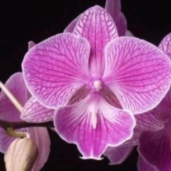 Phalaenopsis Pure Poetry
