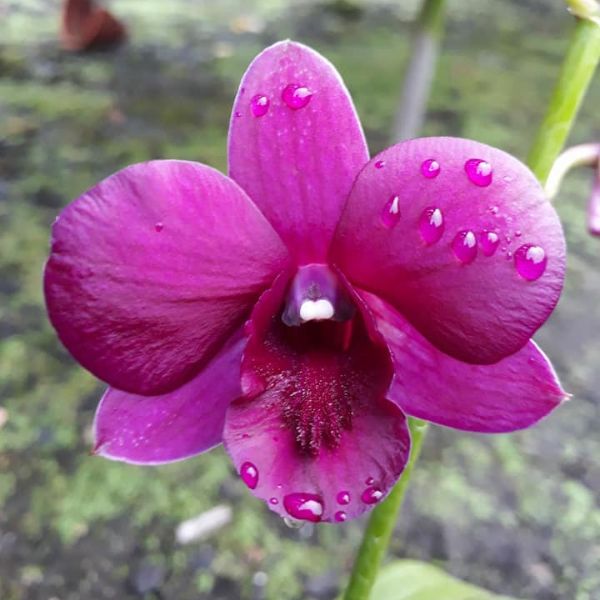 Dendrobium Sakda Beauty