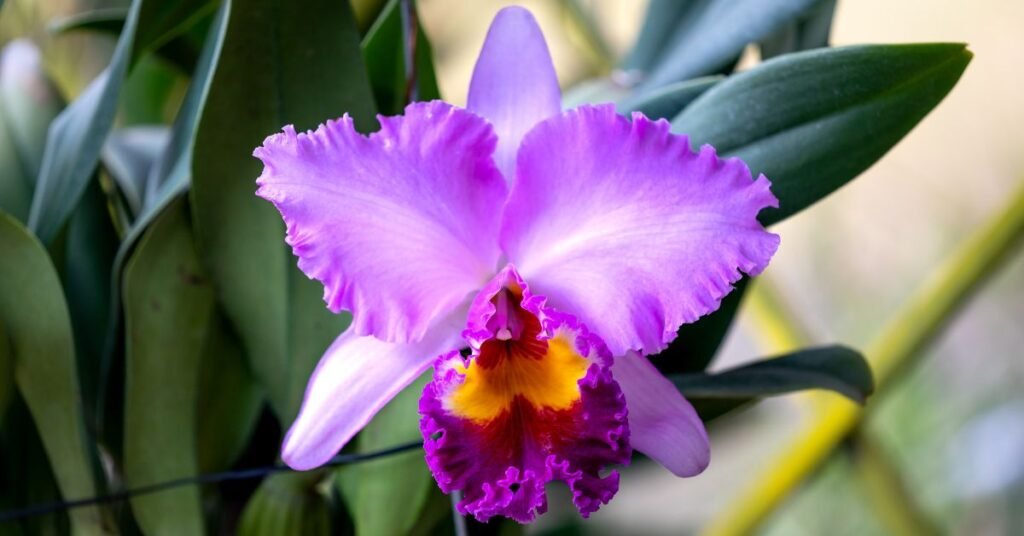 Picture of Cattleya Orchid
