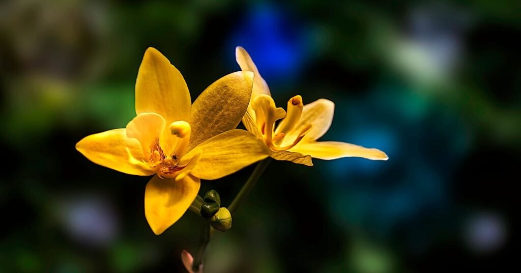 Image of Ground Orchid or Spathoglottis Orchid yellow flower