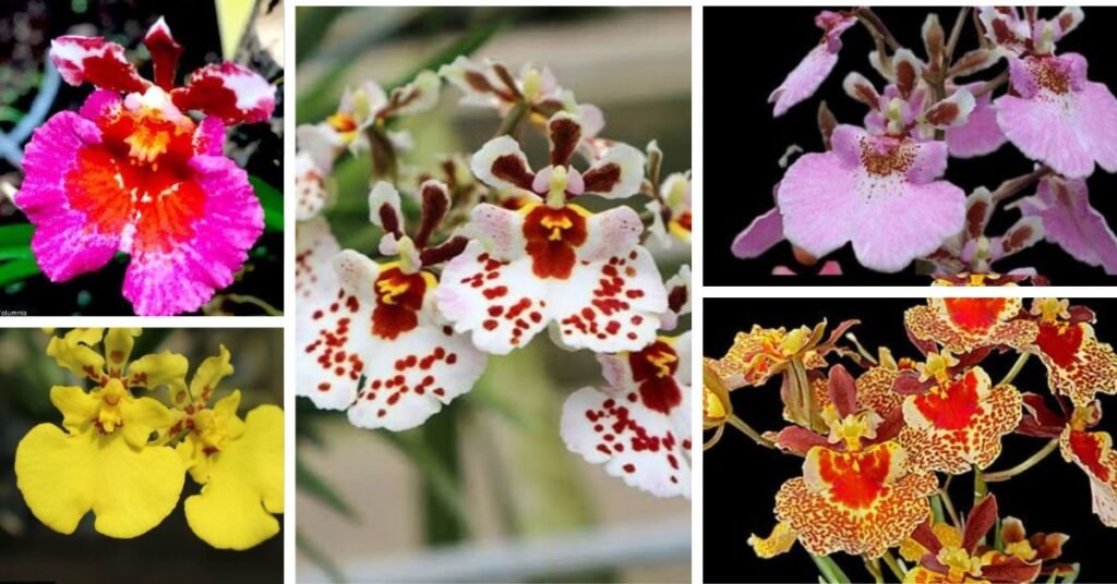 Collection of Tolumnia orchid