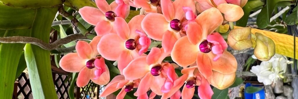 Rhynchostylis Orchid flower picture
