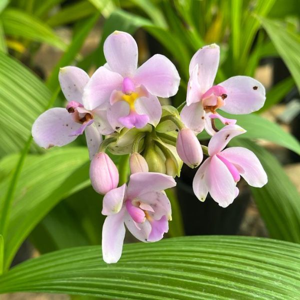Ground Orchid | Spathoglottis Pink