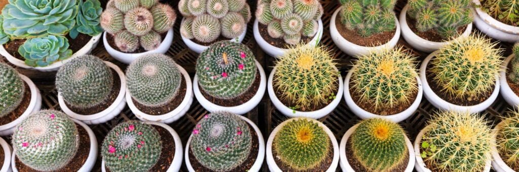 Picture of multiple cactus with pots