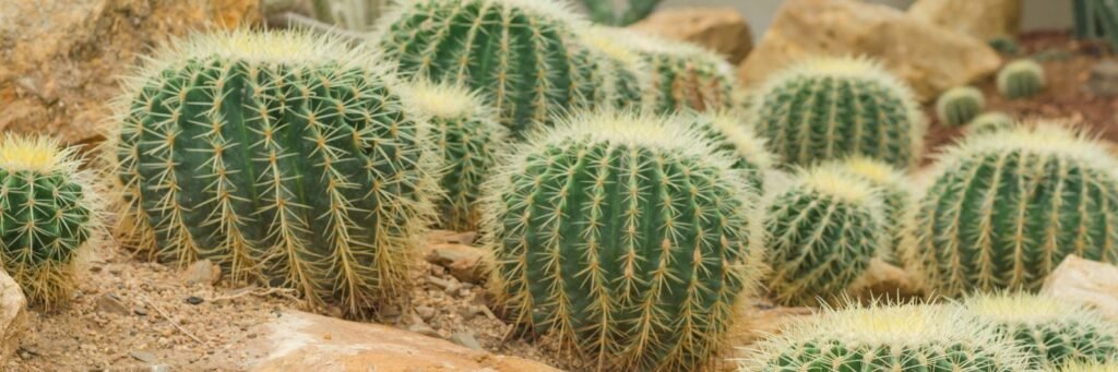Multiple Mammillaria Plant