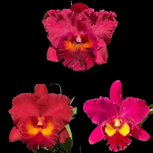 Red Cattleya Orchid Combo