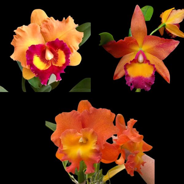 Orange Cattleya Orchid Combo
