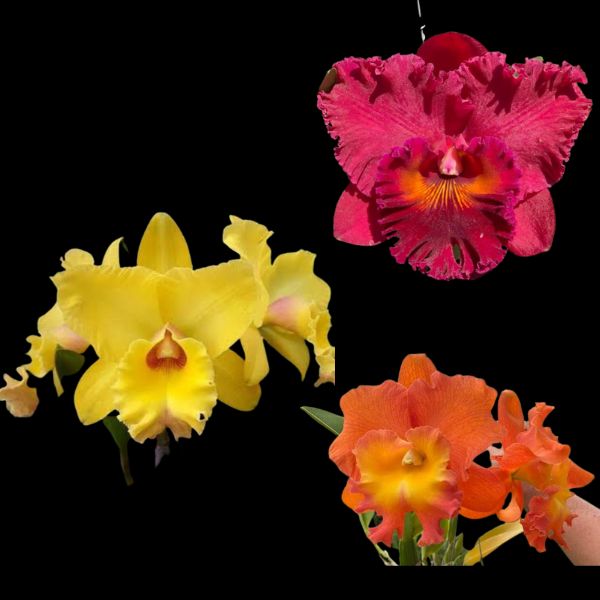 Yellow Red Orange Cattleya Orchid Combo