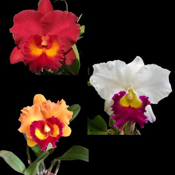 Red Orange White Orchid Combo