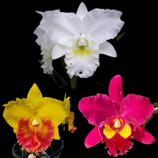 Red Yellow White Cattleya Orchid combo