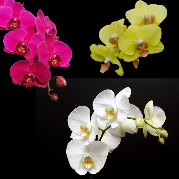Pink Yellow White Phalaenopsis Orchid Combo