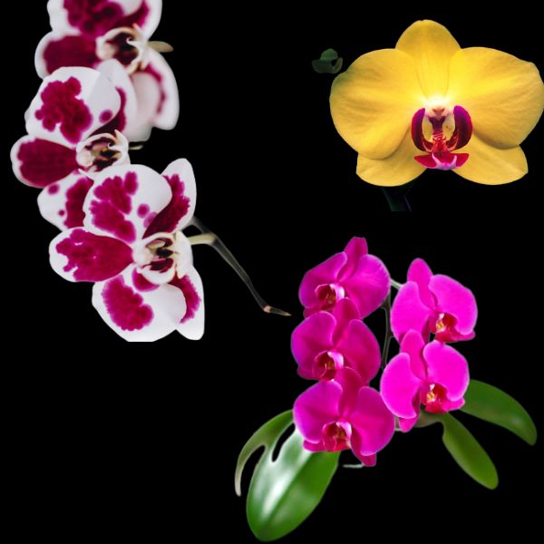 Unique Phalaenopsis Orchid Combo