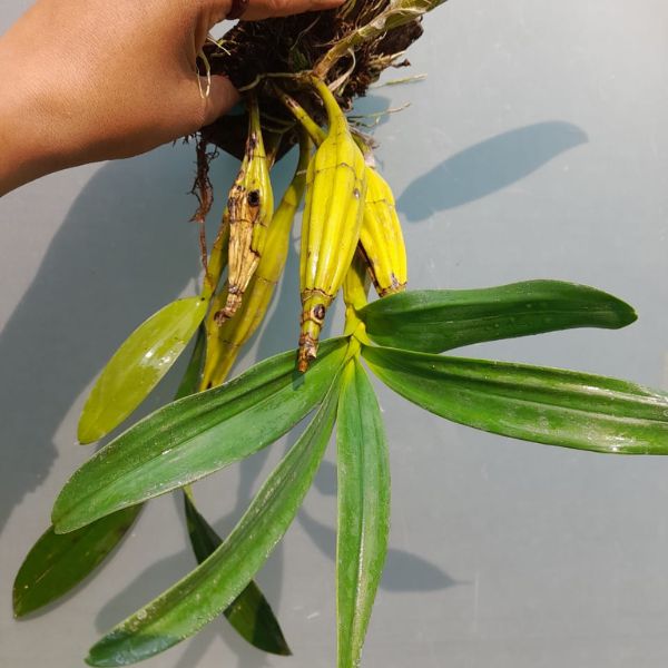 Dendrobium Chrysotoxum