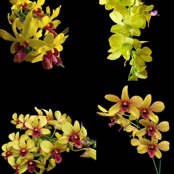 Yellow Dendrobium Orchid Combo - Plantzone