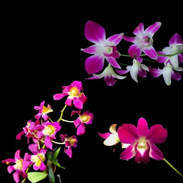 Rare Dendrobium Orchid Combo