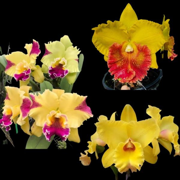 Yellow cattleya Orchid