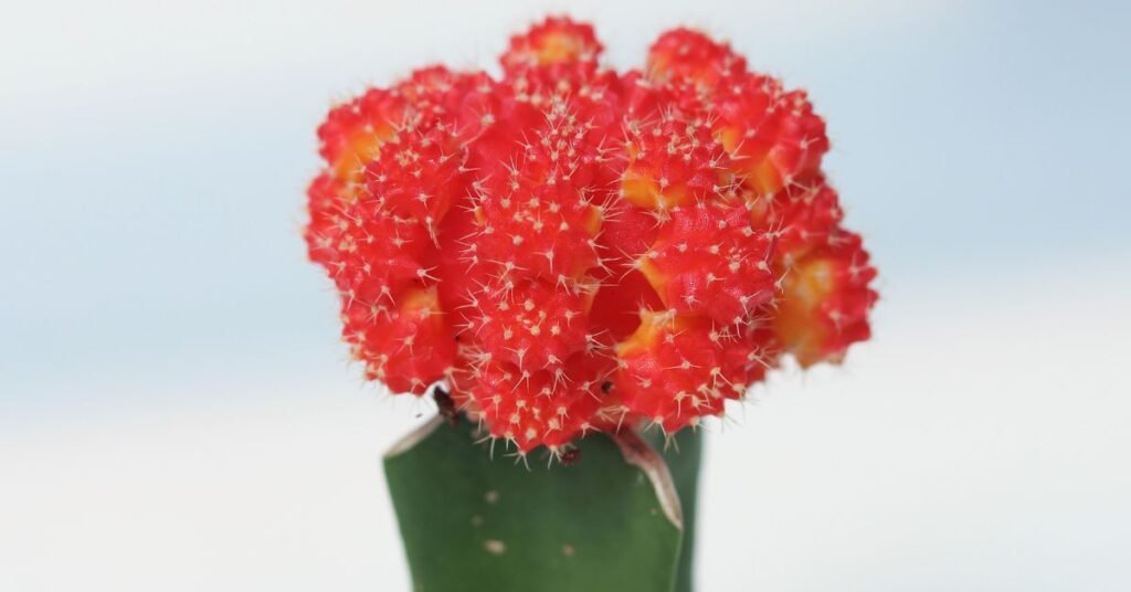 Moon Cactus