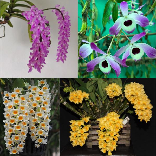Plantzone’s Orchid Quartet