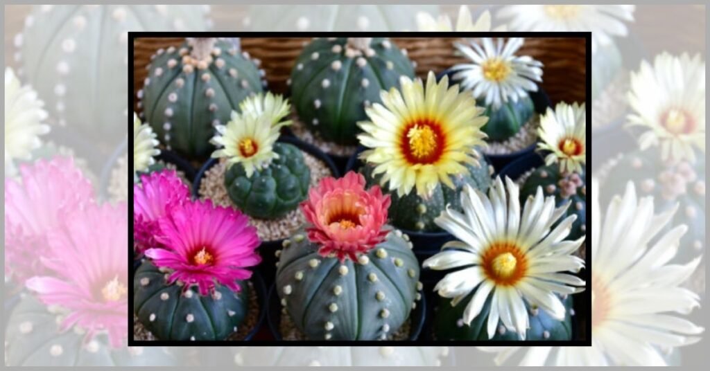 Astrophytum
