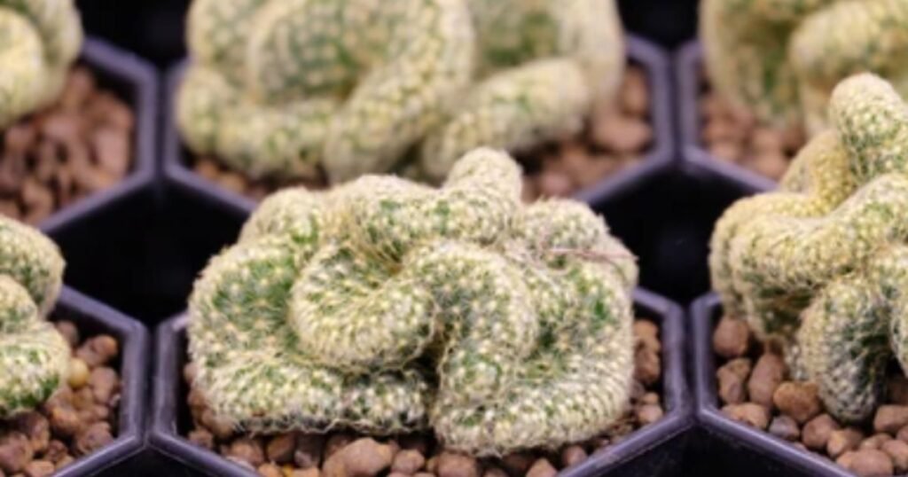 Brain Cactus